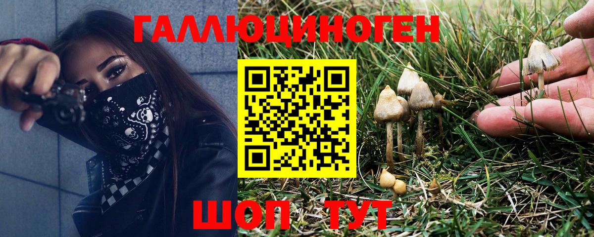 Псилоцибиновые грибы Psilocybe Хасавюрт