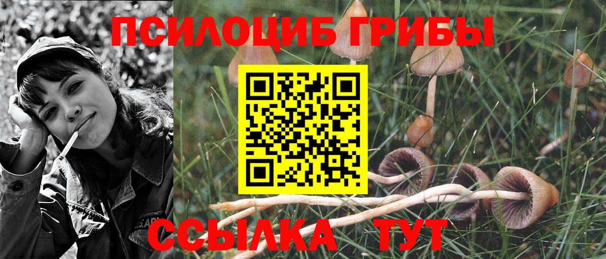Галлюциногенные грибы Psilocybe  Вход с VPN  Хасавюрт 